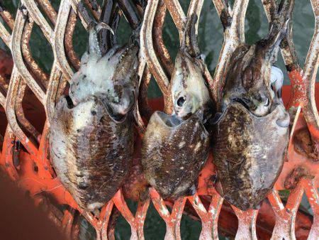 休みが出来たのでエギング 1人釣行